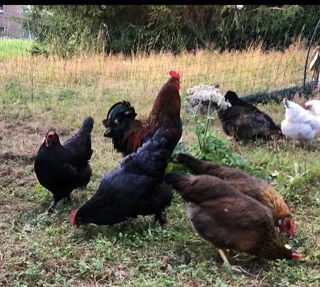 Sonnenhof Apartman Ammelsdorf